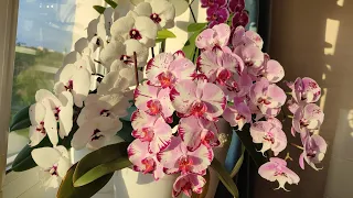 My orchid