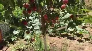 How to Protect your fruit from animals eating it. Protecting fruit trees.