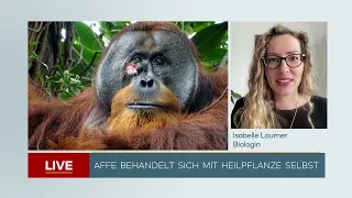 Interview mit Dr. Isabelle Laumer & WELT TV über den Orang-Utan der sich mit Heilpflanze behandelte