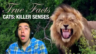 Reacting to True Facts: Cats' Killer Senses By zefrank1