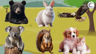 The Most Beautiful Animals Of Asia: Black Bear, Rabbit, Eagle, Panda, Squirrel, Dog, Cat