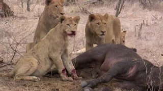 Young Lion inside a buffalo kill