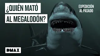 Megalodón: ¿Qué sucedió con el depredador marino de las profundidades? | Expedición al pasado