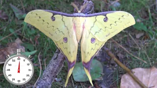 Golden Moon Moth: One-Minute Life Cycle - Actias sinensis (Saturniidae) life history