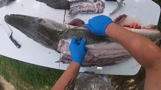 Cleaning alligator gar