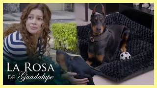 Paula se enamora a primera vista de ‘Simón’ un perro doberman | La rosa de Guadalupe 1/4 | Todos...