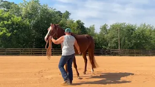 Teaching the green horse how to pivot for showmanship