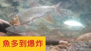 魚多到爆炸 不信你自己看