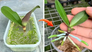 The magical secret for orchids to grow roots "quickly" has not been shared by anyone