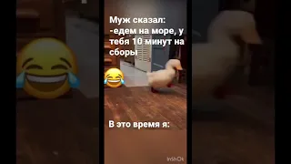 Чисто я по жизни😂 #shorts#видео#приколы#утка#бегает#покоридору#едемнаморе#домашниеживотные#приколы