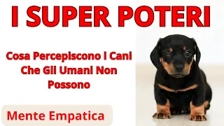 I Super Poteri: Cosa Percepiscono i Cani Che Gli Umani Non Possono