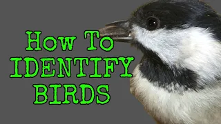 How to Identify Birds  [ TOP 10 BACKYARD BIRDS ]  Beginner Friendly !!