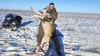 Вырезали всех сайгаков в округе ОХОТА на ВОЛКОВ!wolf hunting