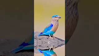 Birds Sounds - Birds Singing without Music - Birds Chirping in the forest - Soothing Nature#viral