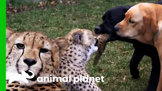 Docile Cheetahs Were Raised With Puppies | The Zoo