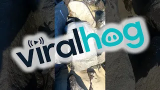 The Day I Found A Seal || ViralHog