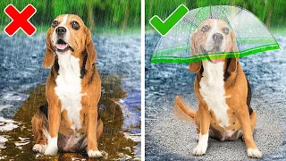 Best Hacks and Gadgets For Your Adorable Pets