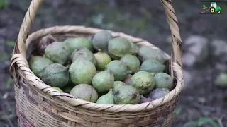 Manejo agronomico del cultivo de macadamia y todo sobre el cultivo de macadamia.