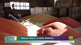 Prețul grâului crește la nivel mondial – AGRO TV News