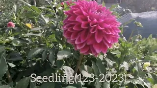Dahlia seedling 2023  Сіянці жоржин 2023