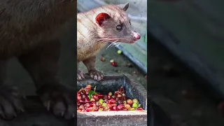 EL CAFÉ HECHO CON EXCREMENTO DE ANIMAL - Kopi Luwak