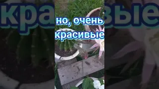 ЦВЕТЕНИЕ КАКТУСОВ