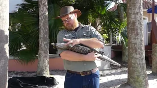 Baby Alligator goes to Sleep (Do Not Try This!)