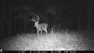 Burly 9-pt Buck Snacks at Night