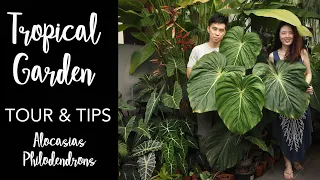 Tropical Garden Tour with Pro Care Tips | 50+ Aroids with Master of Alocasia Care ft. Lone Wong
