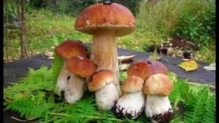 Білі гриби в дубовому і буковому лісі Карпат