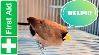 How to help a sick bird