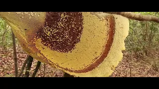Primitive Technology: Harvest Beehive and Honey by Brave Bushmen [X5 SPEED]
