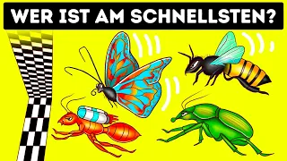 Wer gewinnt das Rennen der schnellsten Insekten?