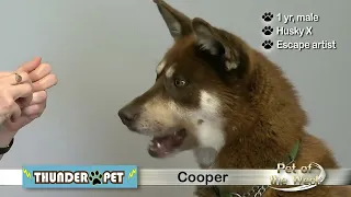 Pet of the Week: Cooper