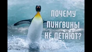 Почему пингвины не умеют летать? | Почему у них смешная походка?