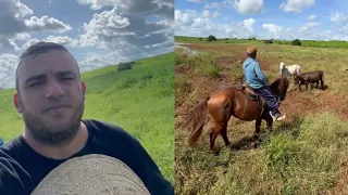 Junior Vianna - Olhando o Gado Na Roça da Fazenda Canadá