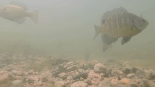 Underwater Video #1-Bass eating Bluegill