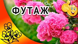 Футаж Розовые Пионы. Футажи для видеомонтажа hd