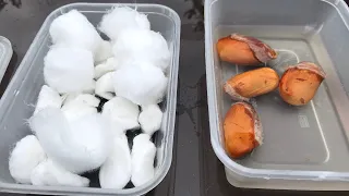 Durian seed germination in the UK, video of the complete process from start to end result