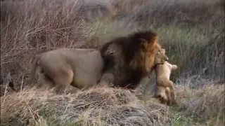 Lion has the heart to hunt lion cubs