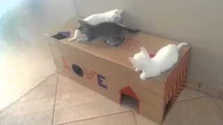Filhotinhos de gato brincando