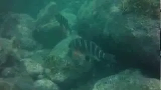 cray diving taranaki