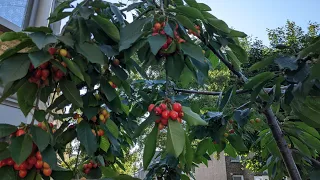 How not to make cherry jam