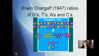 DNA Replication AP Bio Foy