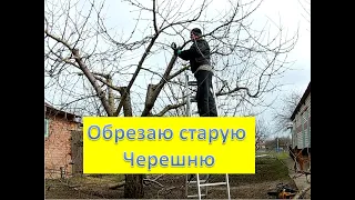 Обрезка старой черешни. Омоложение старого дерева