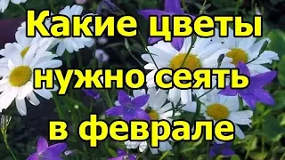 Какие #цветы нужно сеять в феврале.