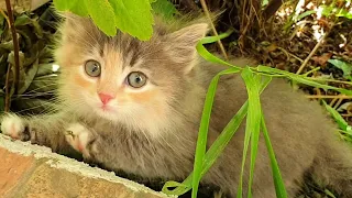 I rescued four little kittens from the street and found them a home