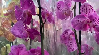 Наконец-то) в JMP FLOWERS АКЦИЯ Ну очень много Орхидей. По 250р с не отрезанными цветоносами