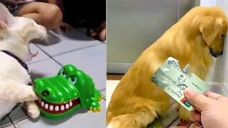 You Laugh You Lose 🤣 Funniest Animals 2023 😂 Funniest Cats and Dogs 😸🐶 Funny Animals Part 11 🤣🤣