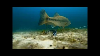 CRAZY UNDERWATER FOOTAGE OF BASS HITTING BAITS!!! BEDDING BASS